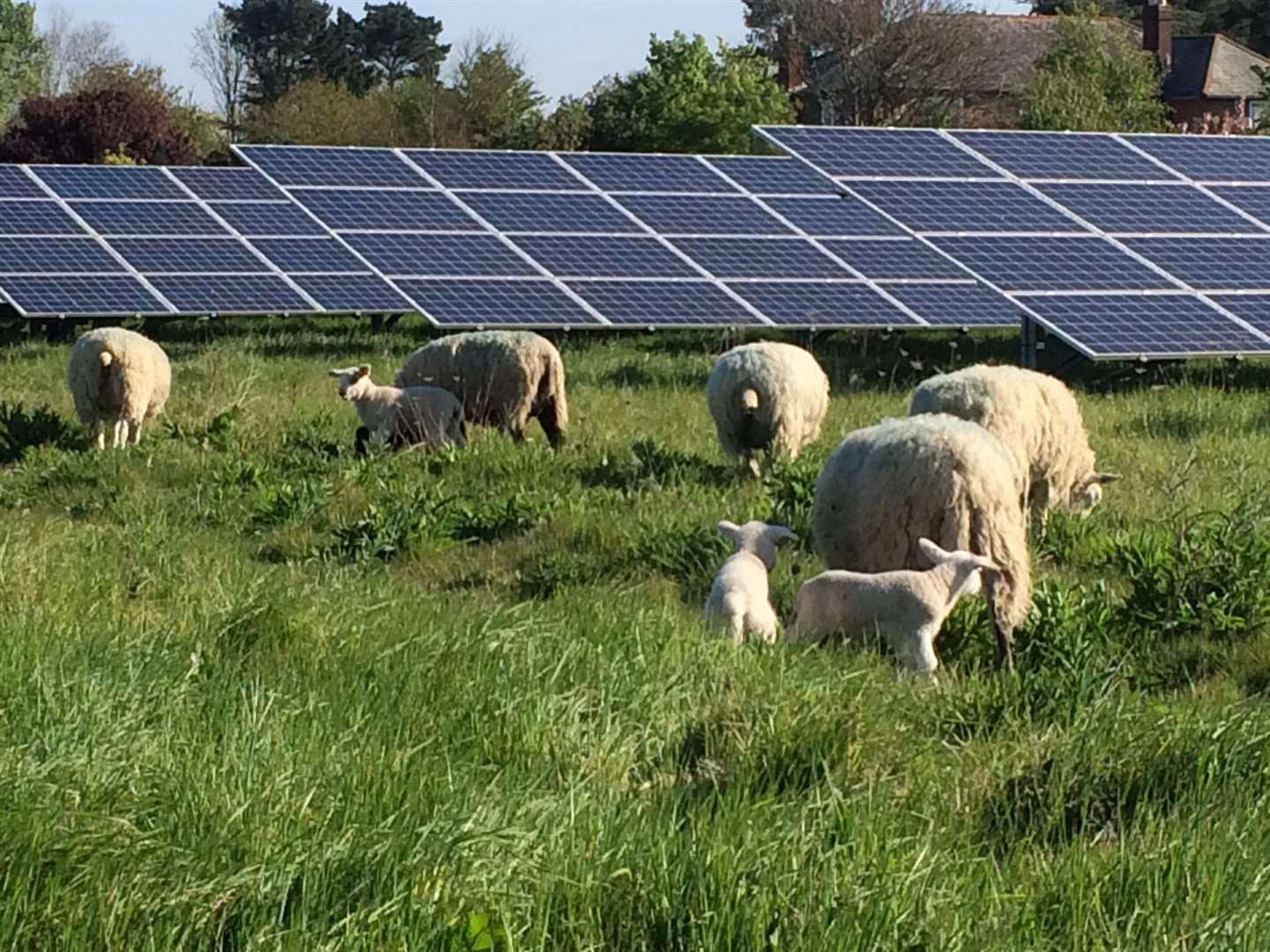 Sheep will still be able to graze between the panels