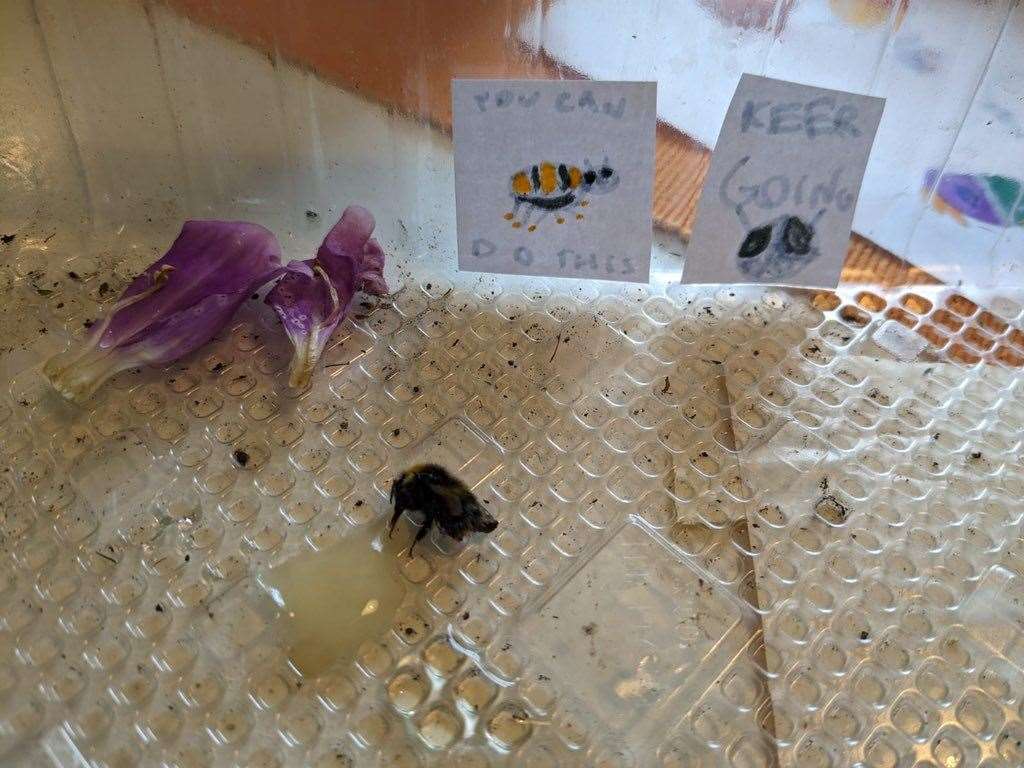 The bee recovered shortly after being rescued by Willow (Anouska Curzon/PA)