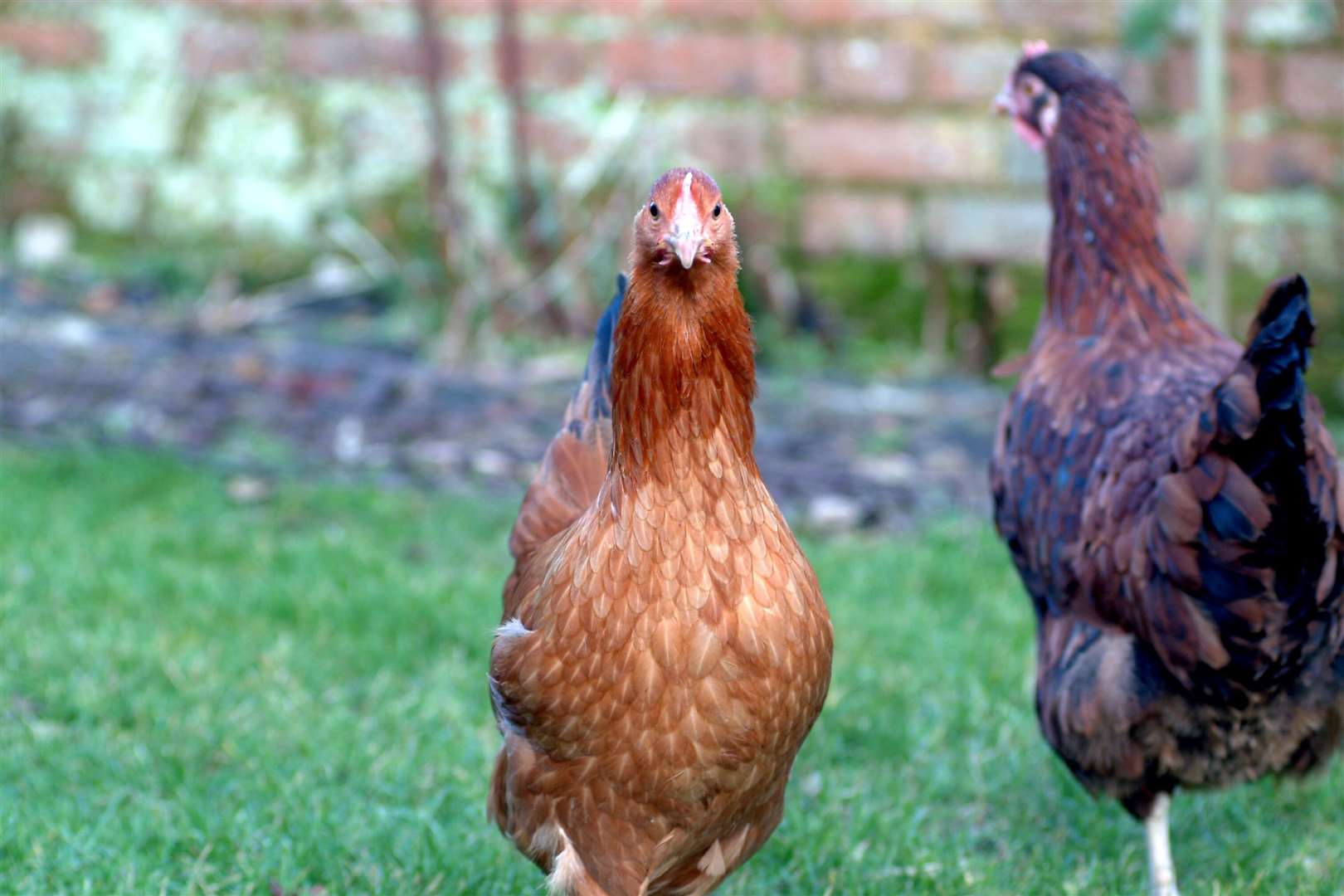 The risk to health is very low, say officials, but bird keepers are required to help slow any spread of the virus