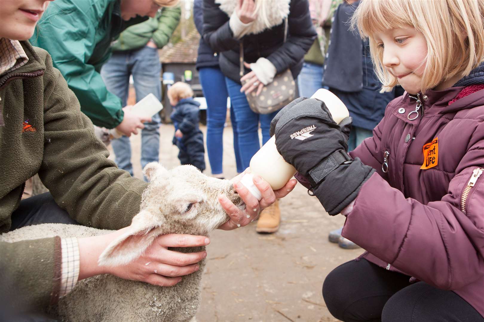 Watch the lambs being bottle-fed this spring. Picture: Kent Life Heritage Farm Park