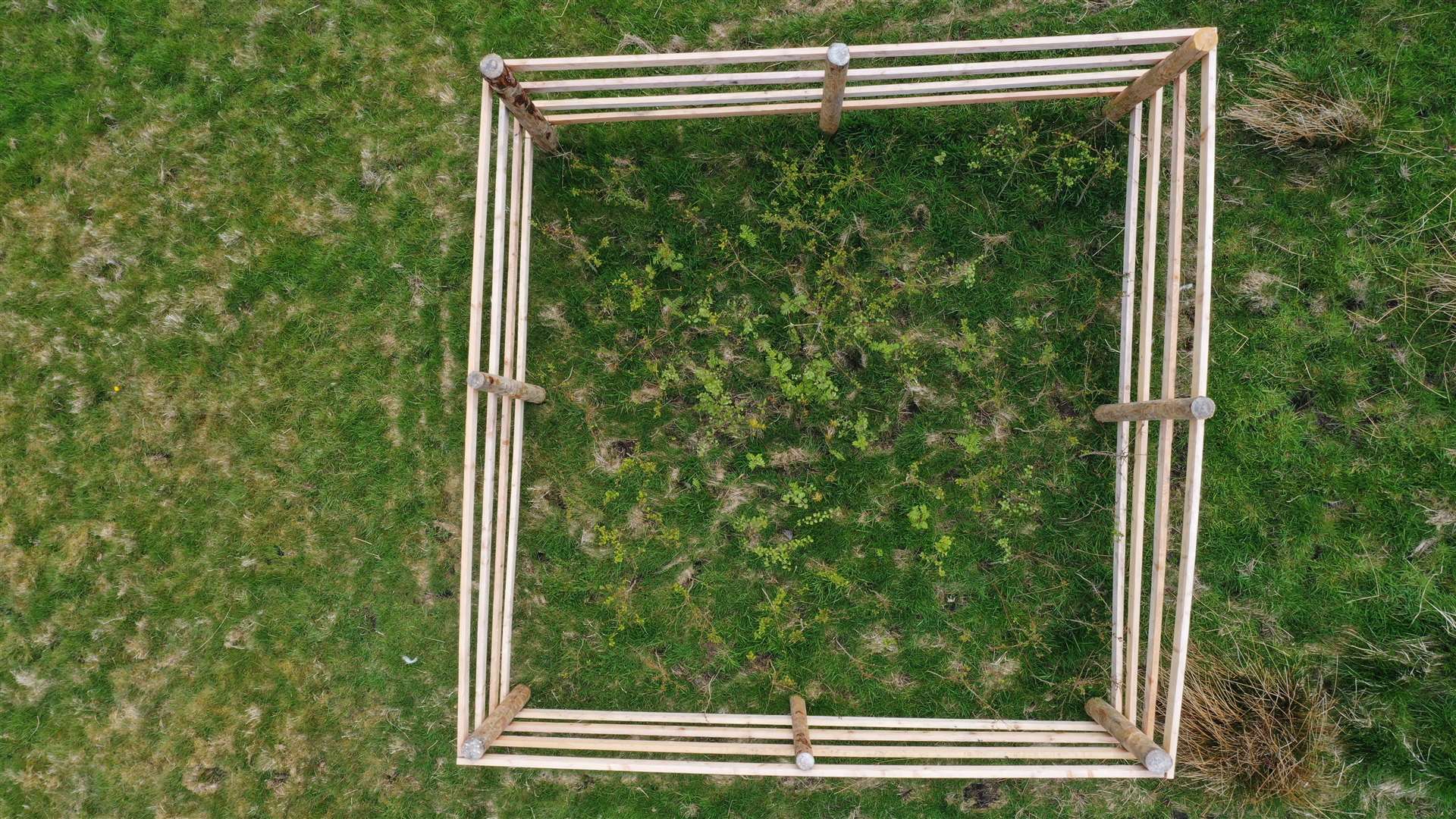 Saplings and thorny shrubs planted in the Lake District cages (National Trust/PA)