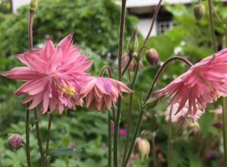 The petals are supposed to resemble the outspread wings of an eagle