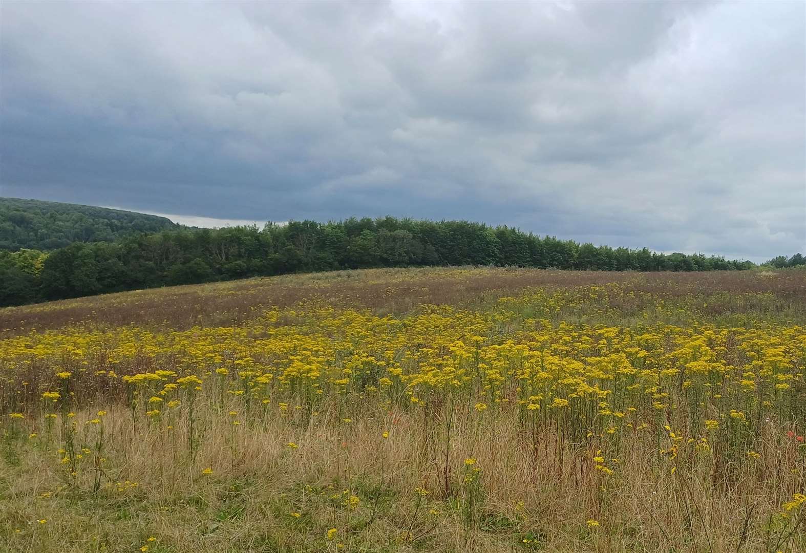 The field in Upper Bush, Cuxton where the winery was proposed to be built