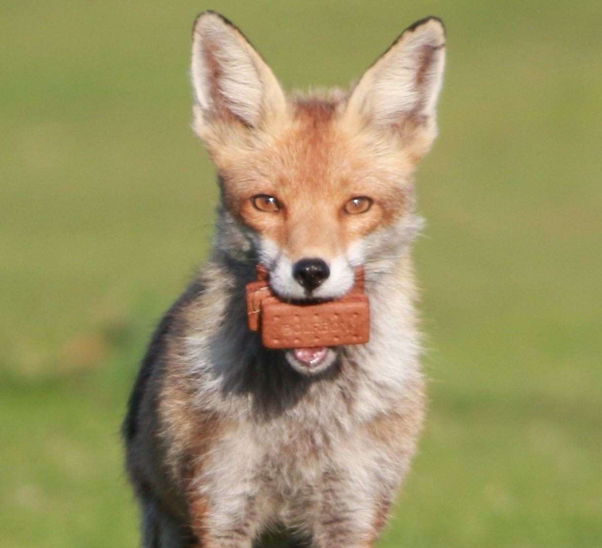 The fox with his biscuits. Picture: Tina Shaw