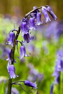 Bluebells in Stede Hill Wood in Harrietsham.