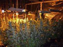 Drugs factory uncovered in Northfleet