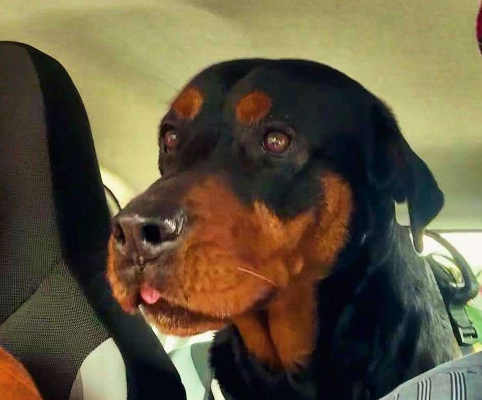 Emma Fullagar's service dog, a rottweiler, was by her side in court when she was sentenced. Pic: Facebook