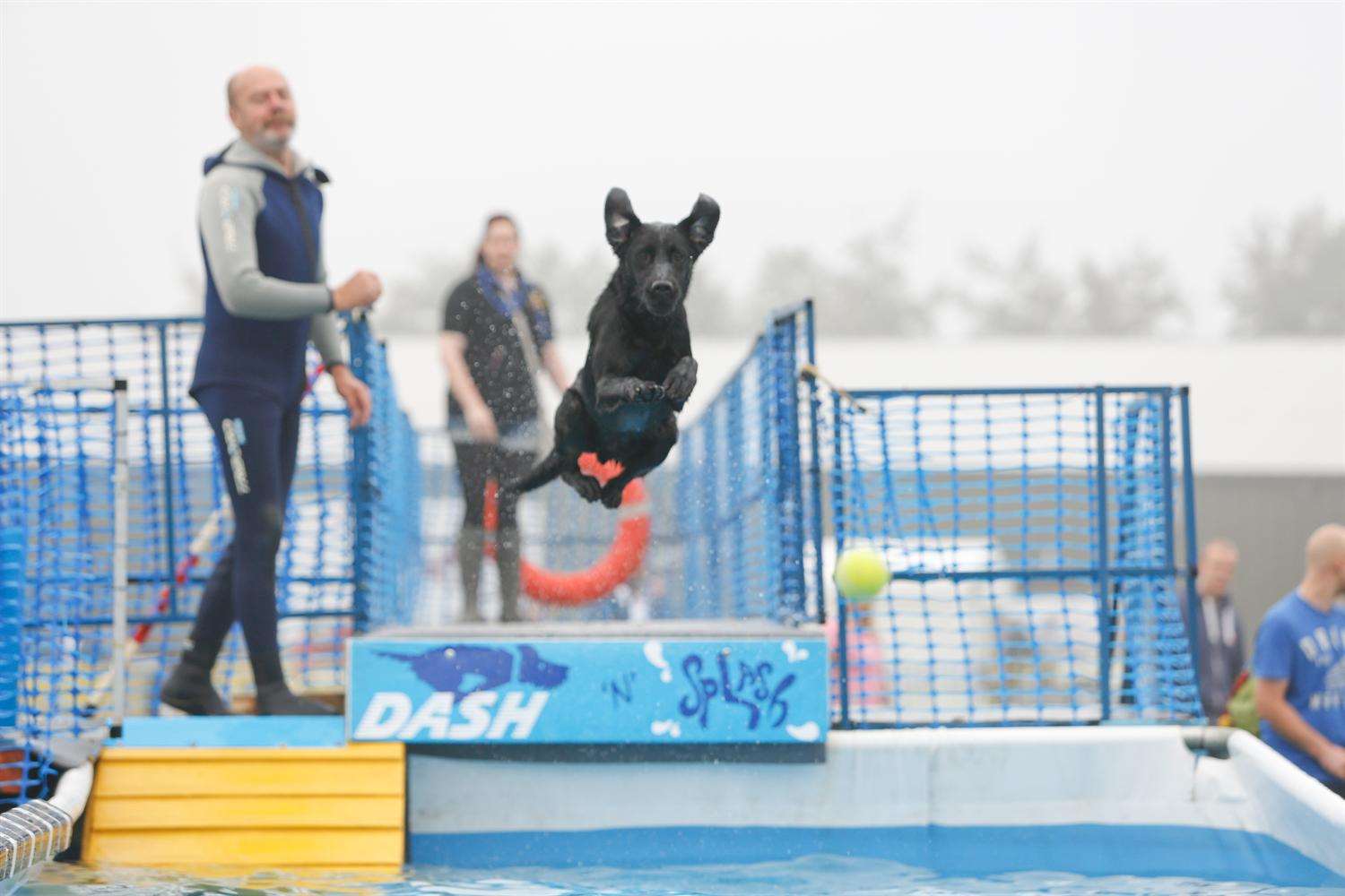 Ollie makes a splash in the K9 Aqua Zone. Picture: Matthew Walker