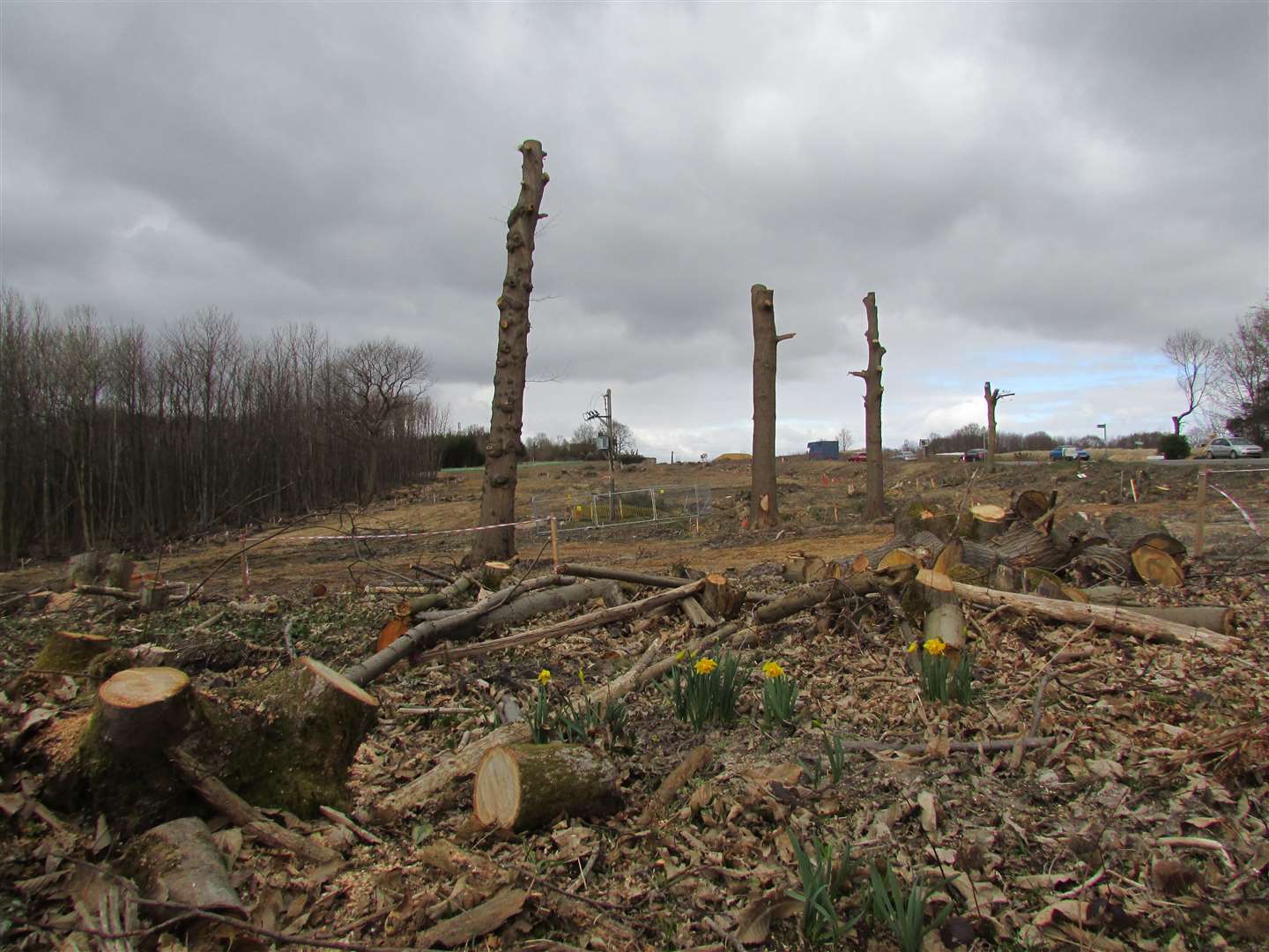 UK woodlands are threatened by development such as roads (Ben Holmes/WTML/PA)