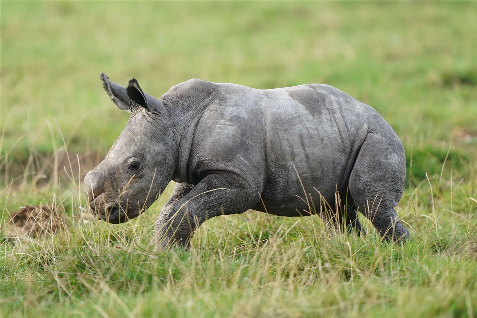 Rhino calf Nandi will feature in the count for the first time (Joe Giddens/PA)