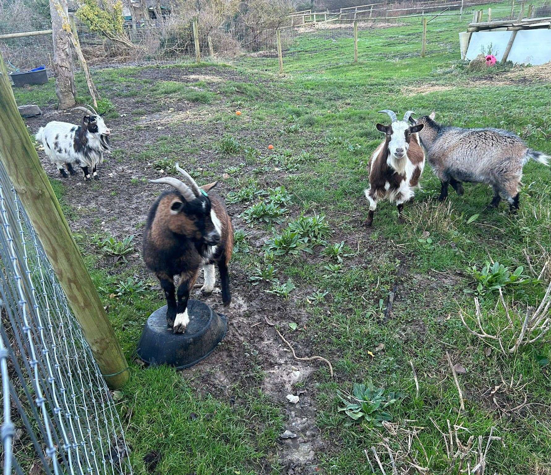 The farm is currently home to two alpacas, four goats and horses. Picture: Glen Randall