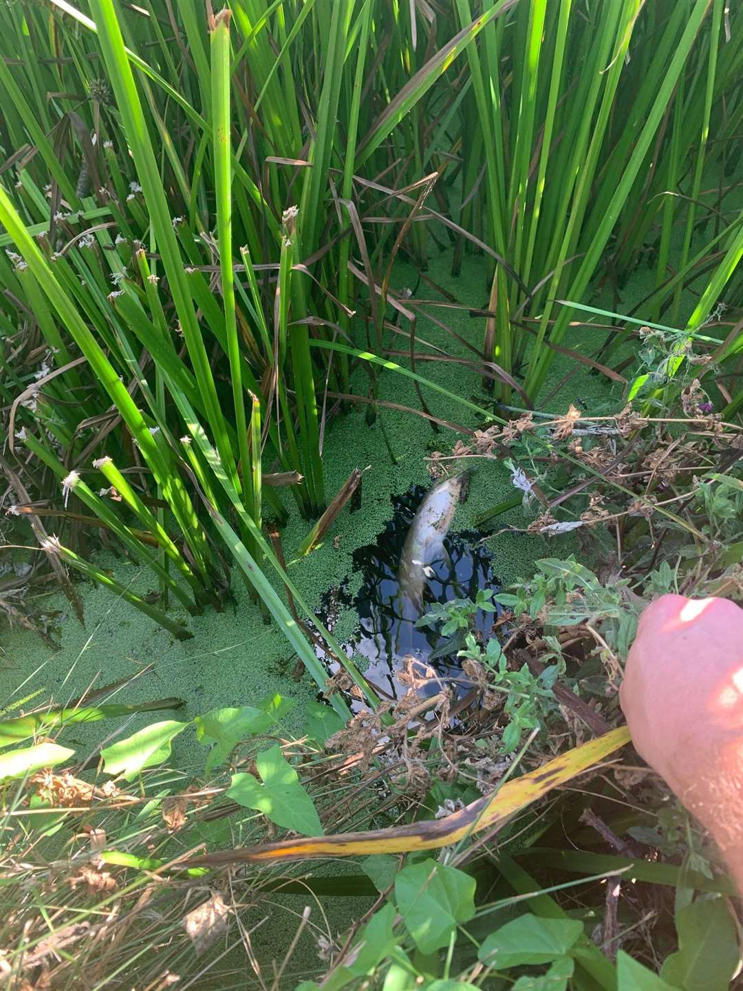 Fishermen want the issue of dead fish along the Ropewalk in Sandwich investigated again Picture: Andy Duncan