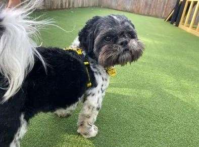 Harper the shih tzu. Picture: Dogs Trust