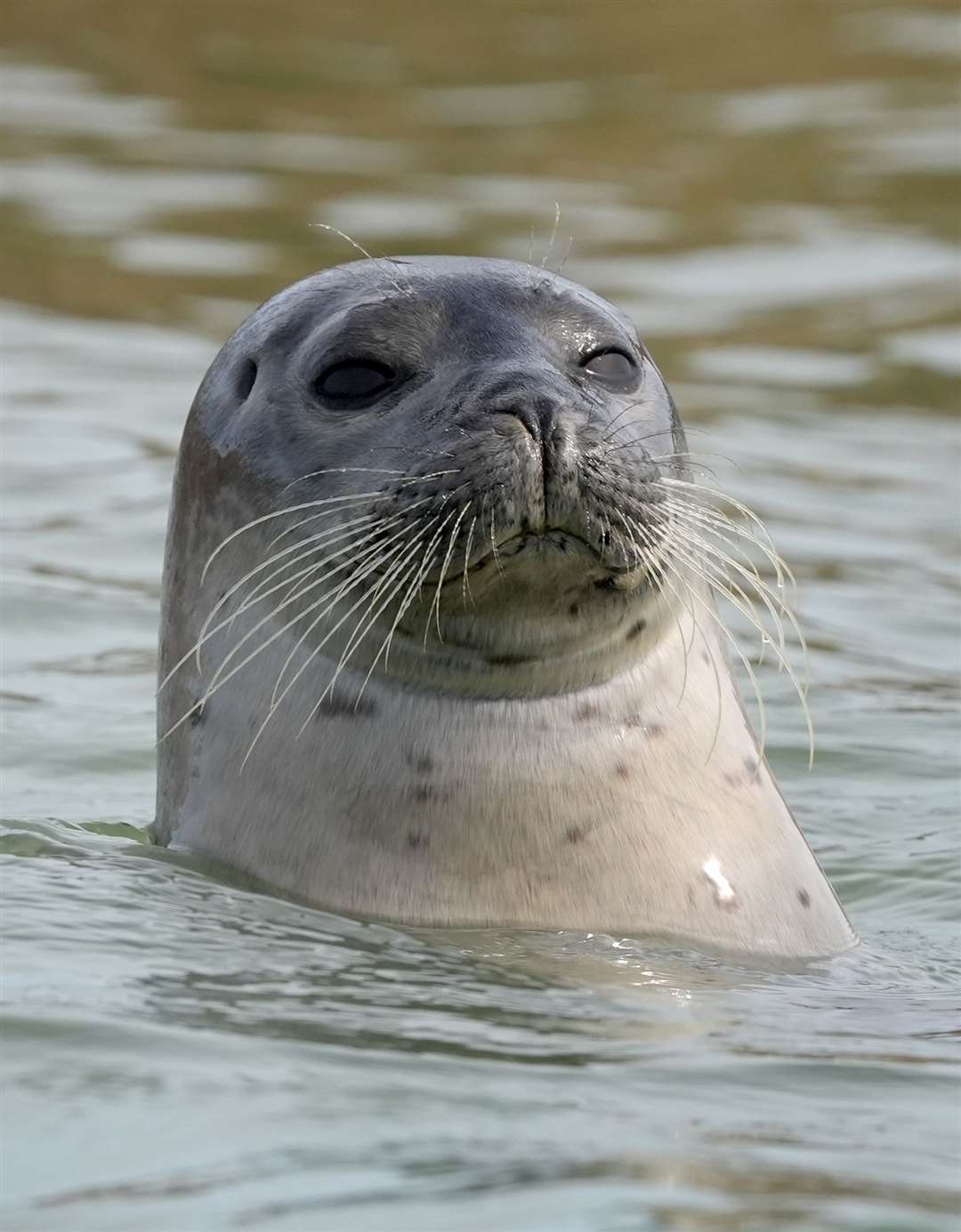 A seal pops its head above the water in the River Stour near Ramsgate, Kent (Gareth Fuller/PA)