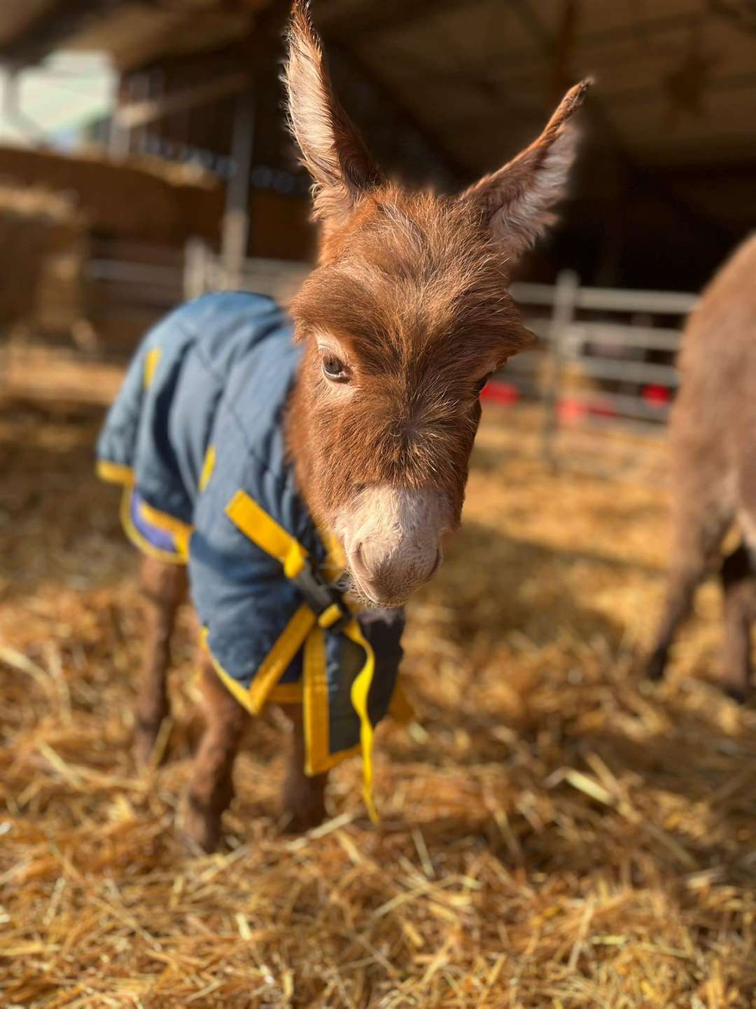 Baby donkey Moon has been safely returned to her mother and her owners at Miller’s Ark Animals (Pamela Jessopp/PA)