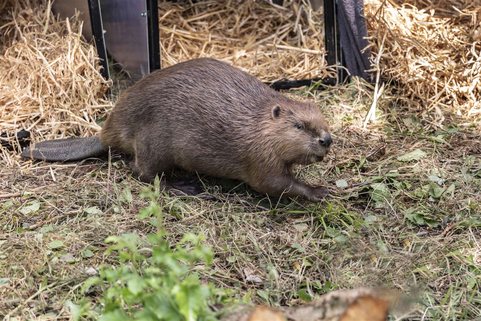 The beavers were released on the Wallington estate last year (National Trust)