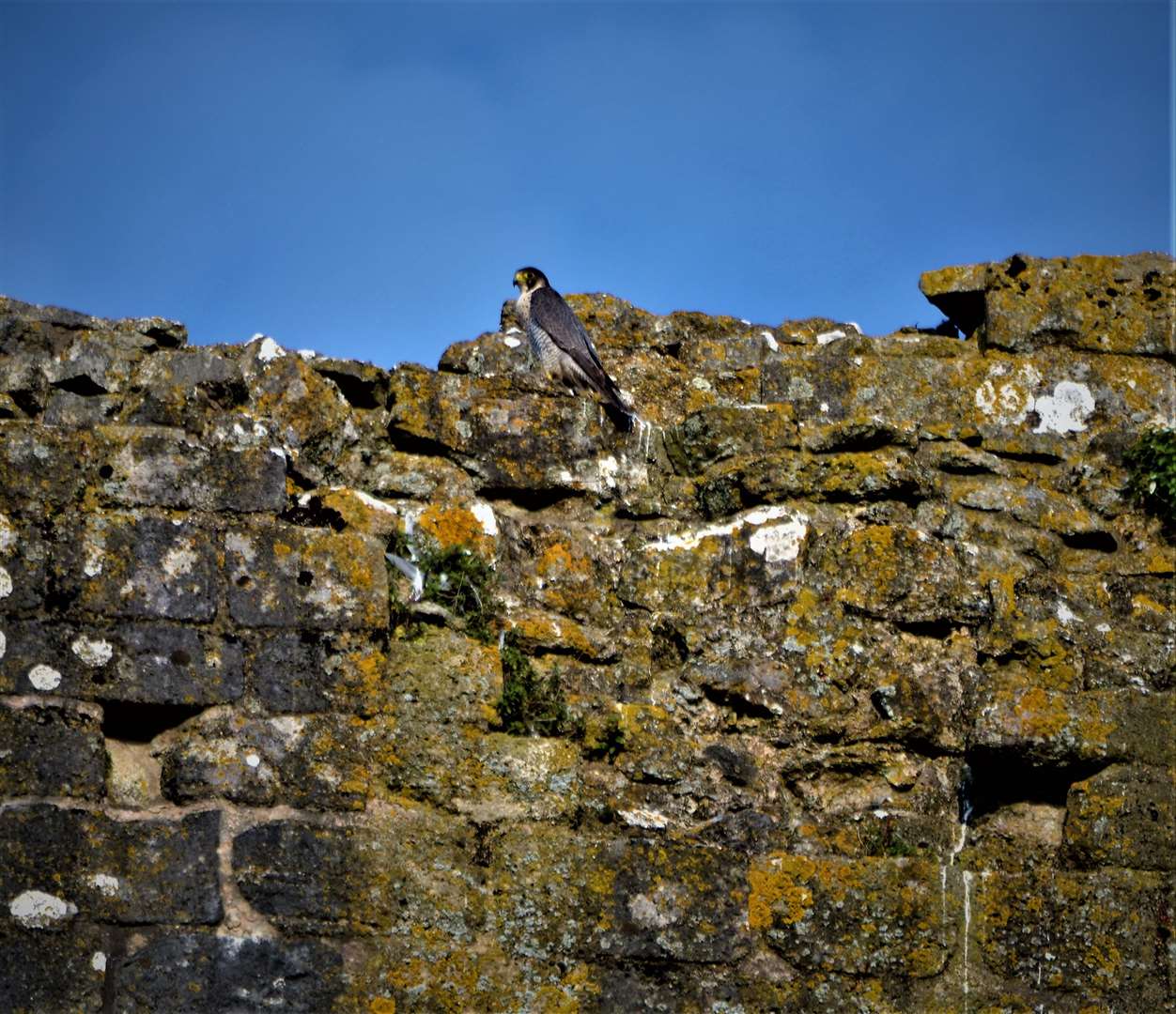 Peregrines are nesting at Corfe Castle, Dorset for the first time since the 1980s (National Trust/Jonathan Kershaw/PA)