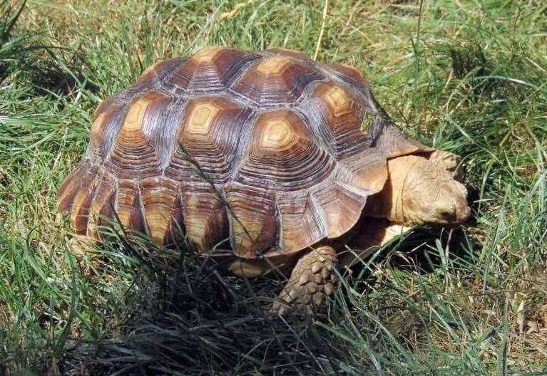 Tortoise stolen from Kent Life farm park in Maidstone during fireworks ...