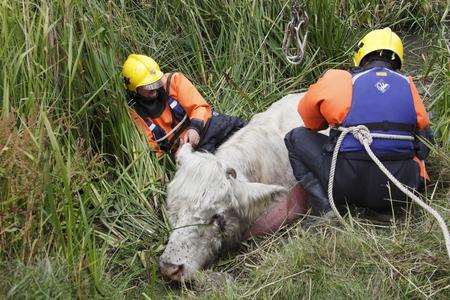 Bull rescued from Holborough Marshes, Snodland