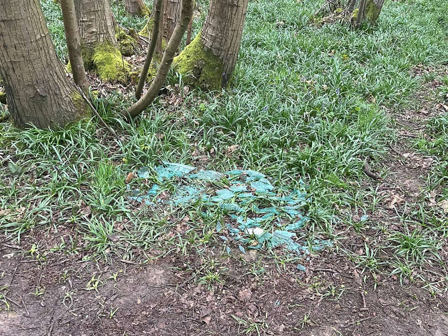 Broken glass left scattered in the woods. Picture: Philippa Read