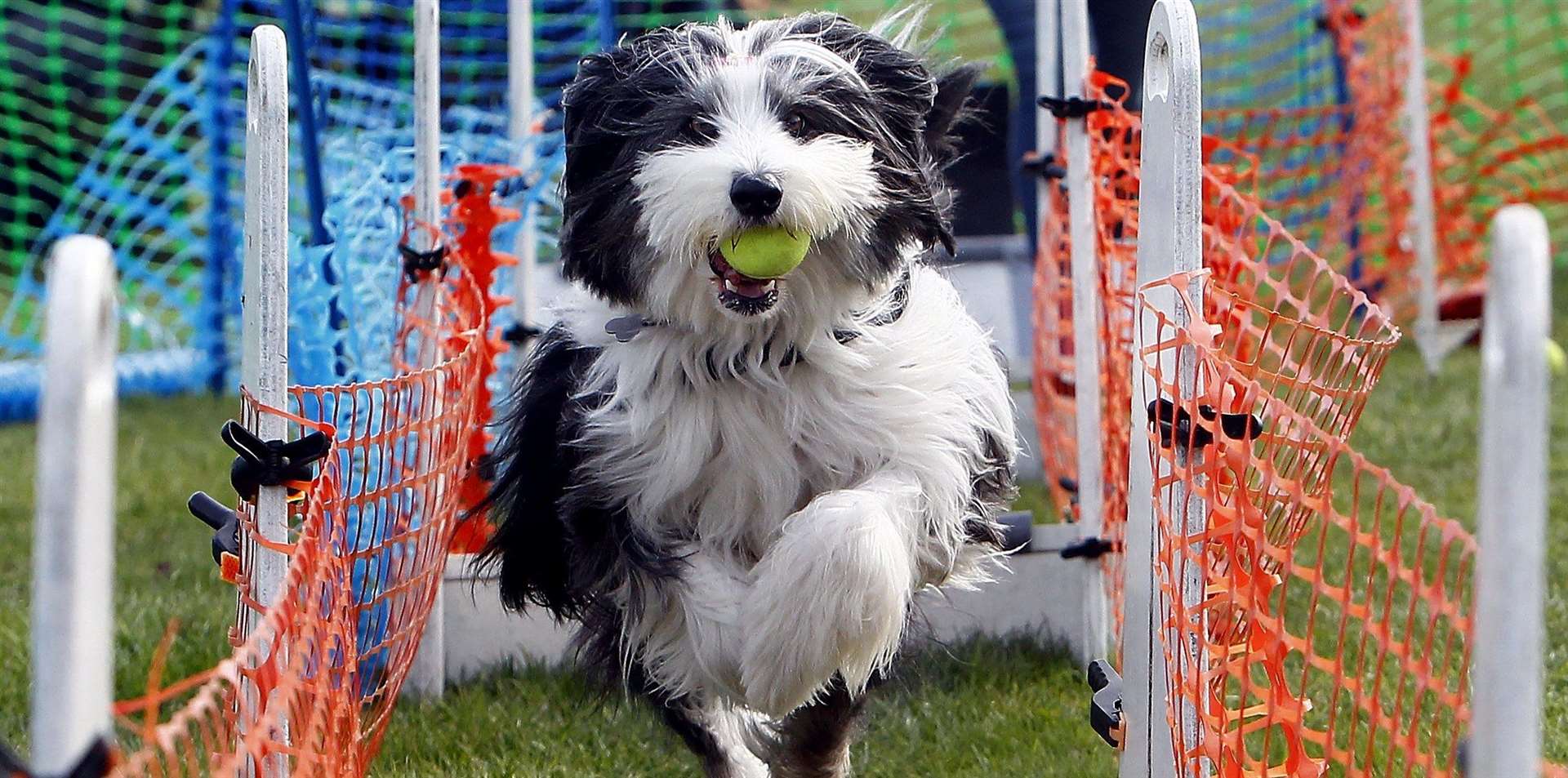 Saskia from the Tonbridge Flyball Team the Underdogs at last year's Bark Off Picture: Sean Aidan