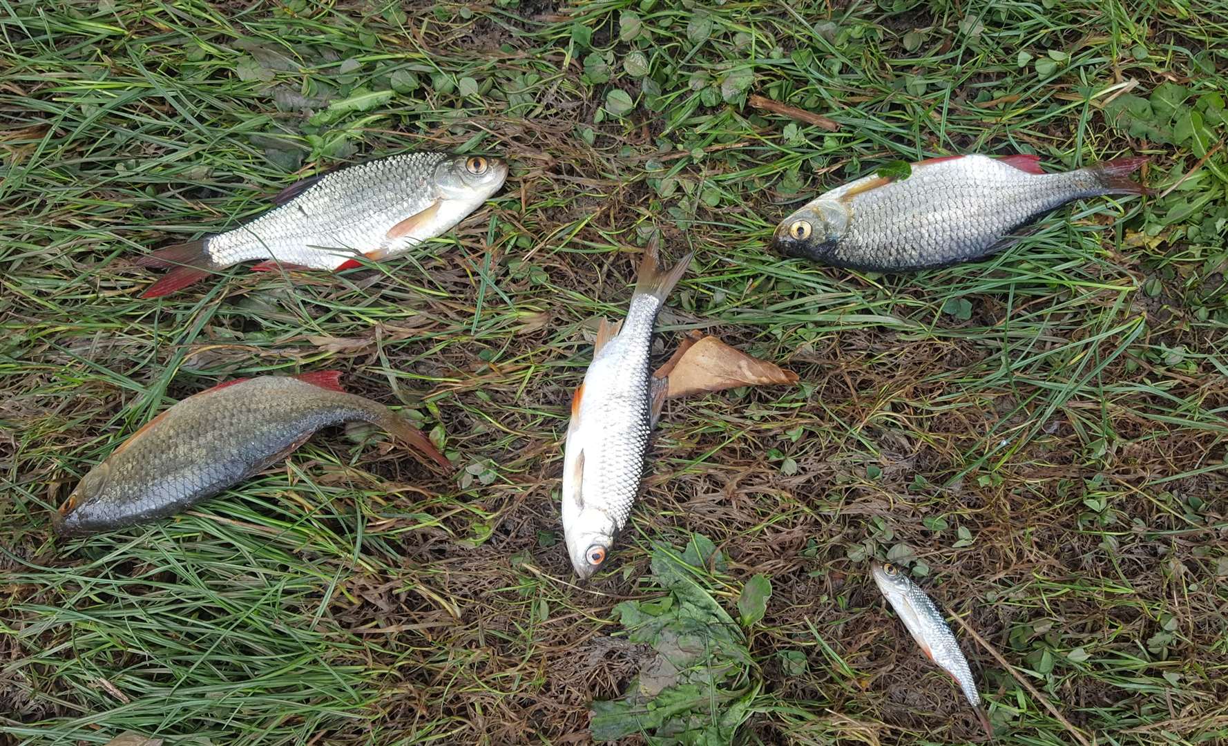 Freshwater fish were found washed up in the promenade section of the Gravesend Riverside area. Picture credit: Jason Arthur