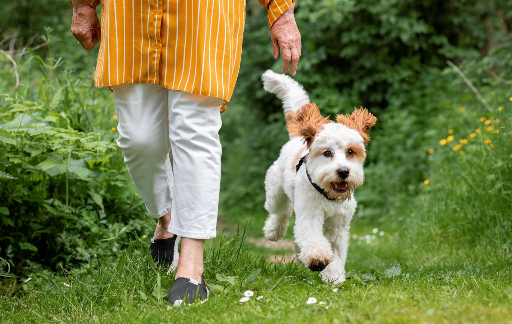 Medway Council is consulting the public on new rules about where dogs can go and where they need to be on a lead. Picture: istock