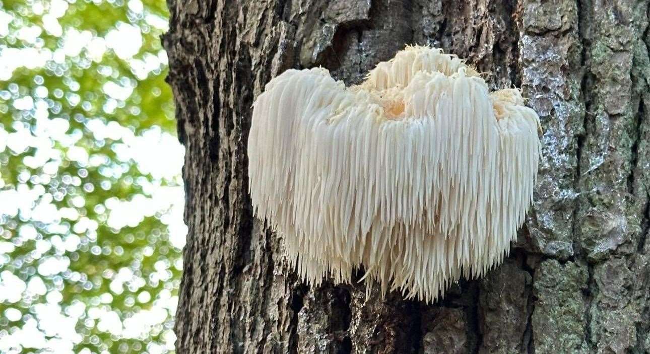 The rare fungus named Hericium Erinaceus - or "lion's mane" - was spotted growing on a tree near Canterbury. Picture: Pippa Hope