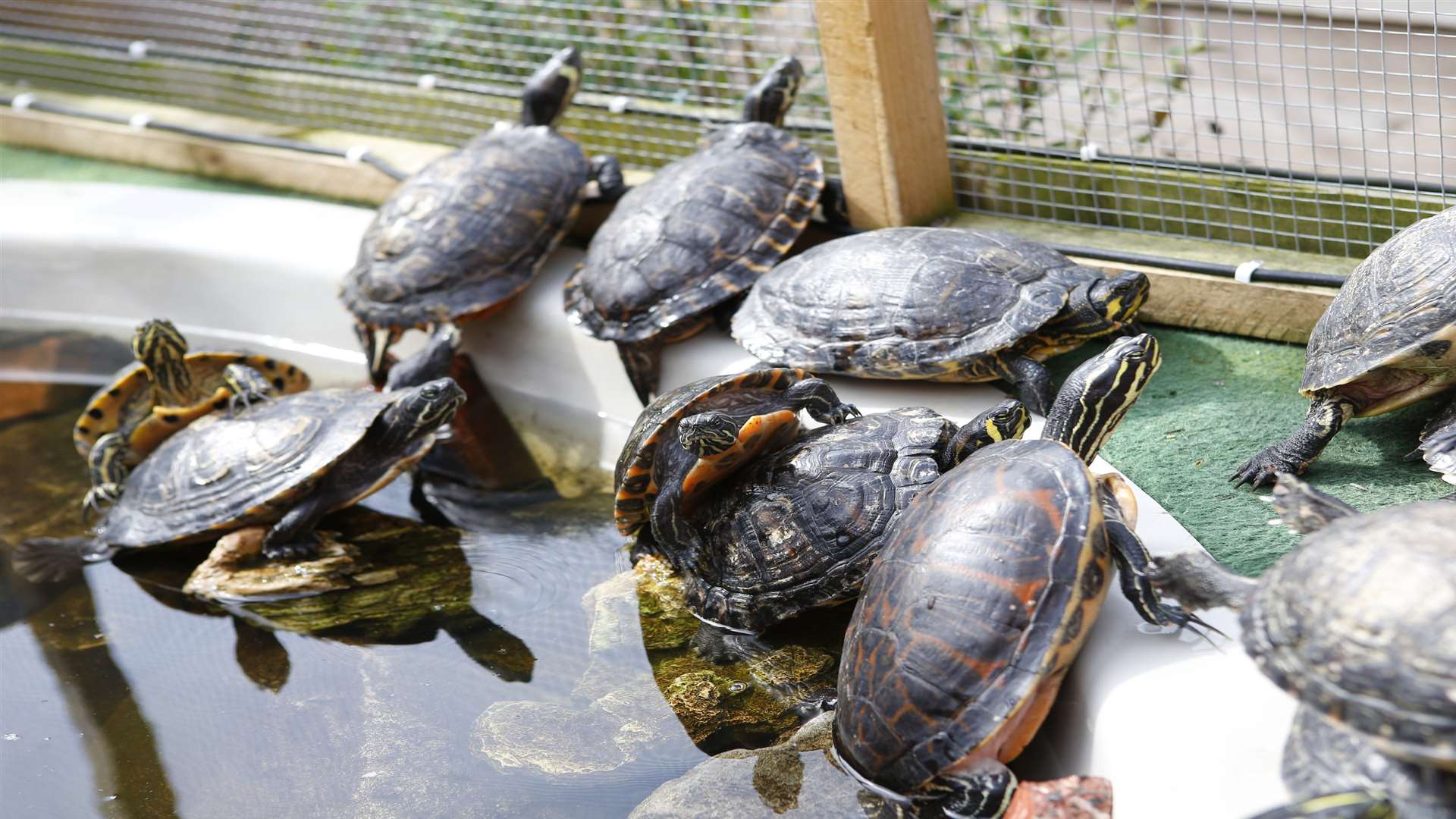 The terrapins live in custom-built tanks in Mr Butcher's back garden.