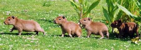 papybara pups