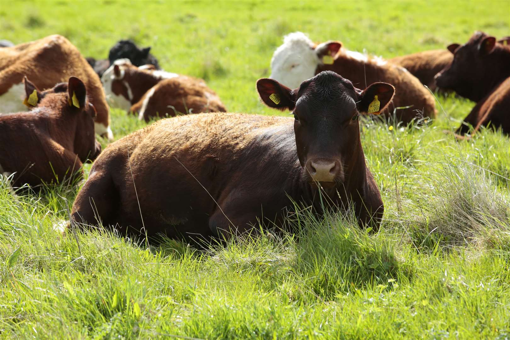 A cow was rescued. Stock picture