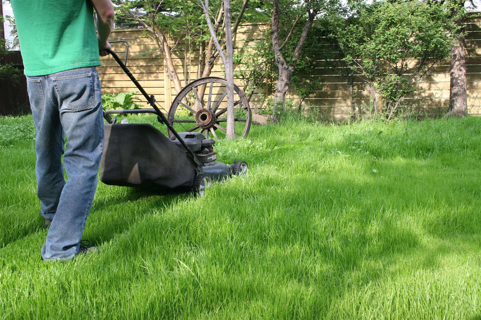 Gardeners may begin noticing more beetles at this time of year