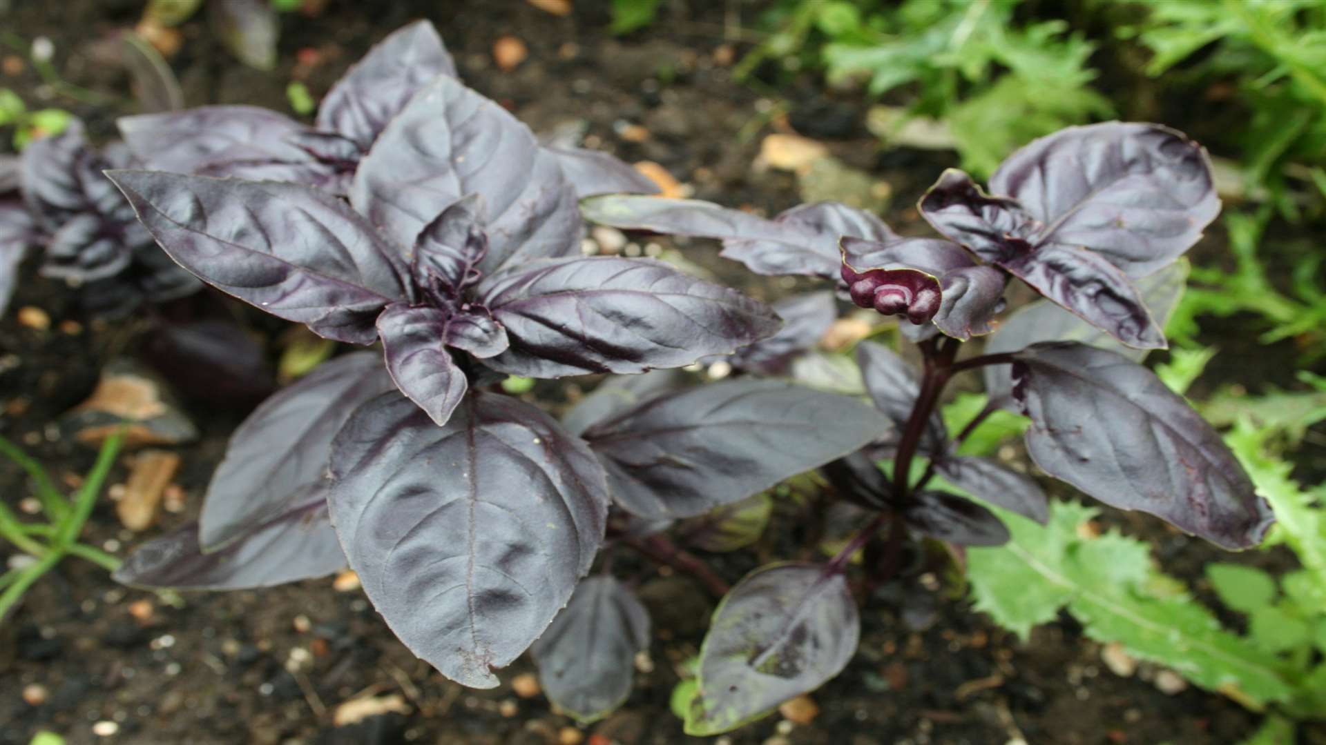 Purple basil looks and tastes great