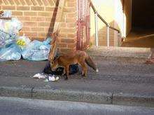 Fox in Walderslade