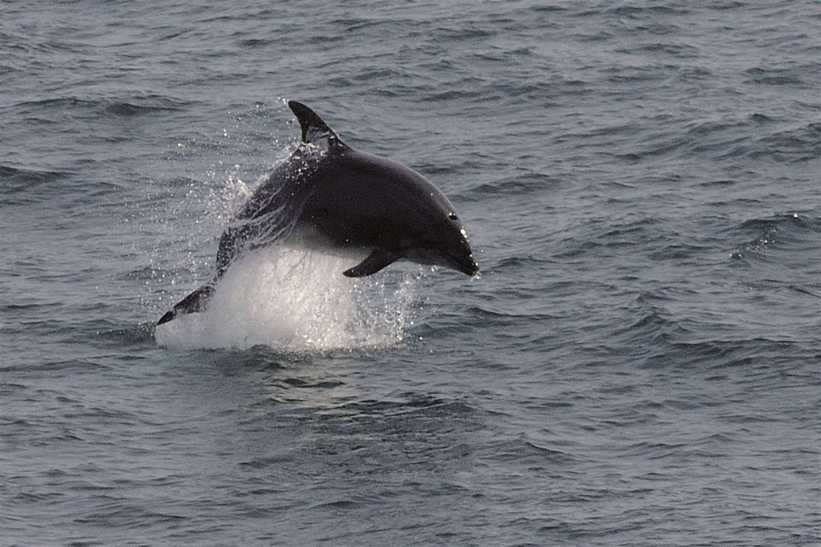 The Cornwall Wildlife Trust said the bottlenose dolphin was in danger from intensive fishing and pollution (Adrian Langdon/Cornwall Wildlife Trust/PA)