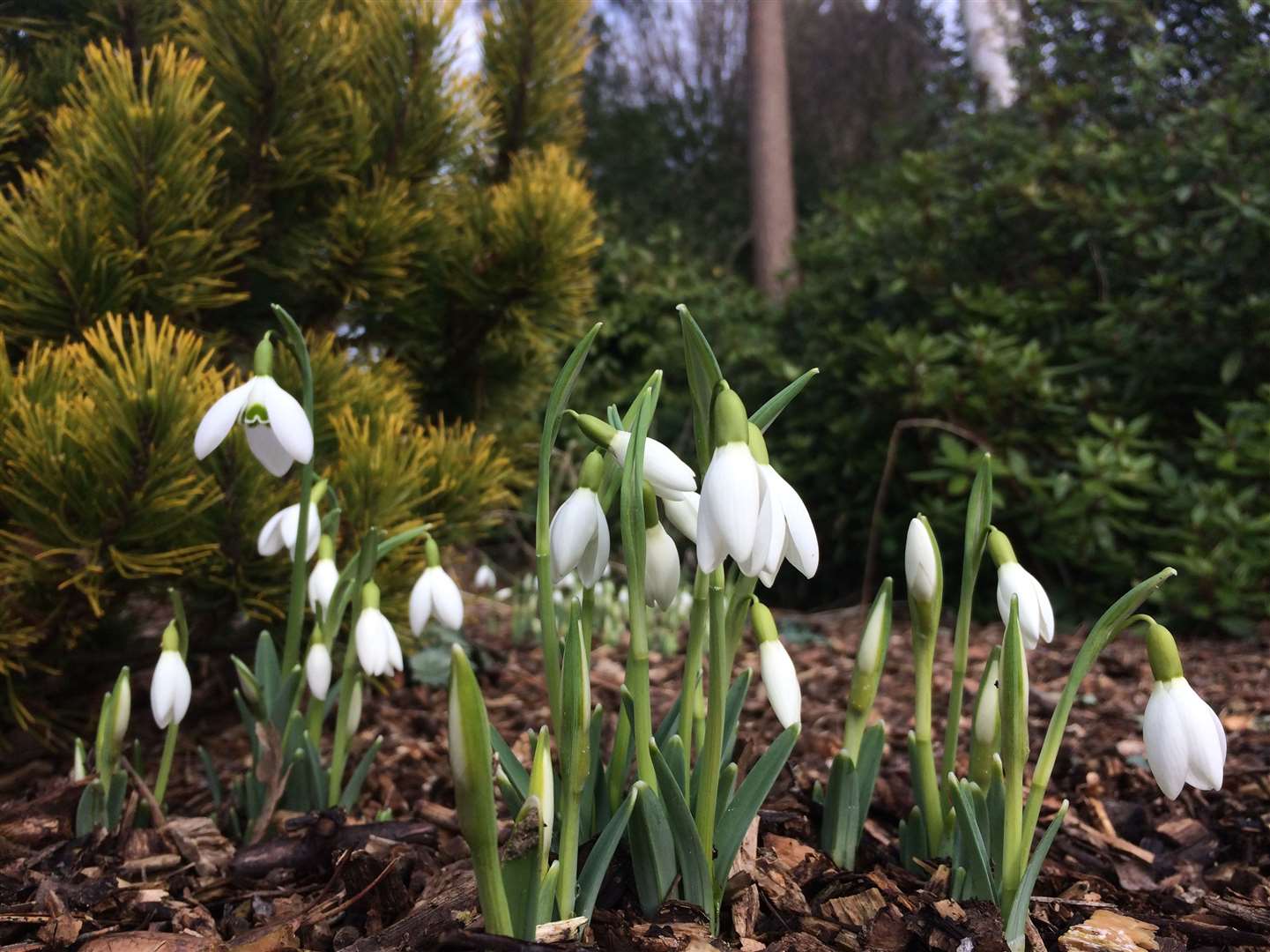 Snowdrops at Great Comp Garden Picture: Great Comp Garden/Vikki Rimmer