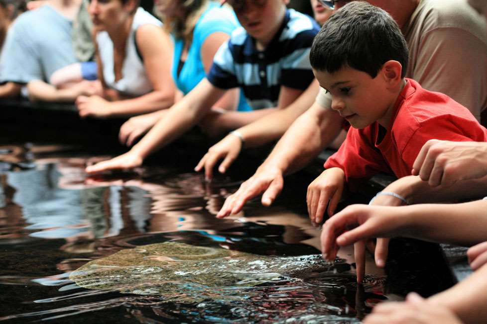 The touch pool at Nausicaa