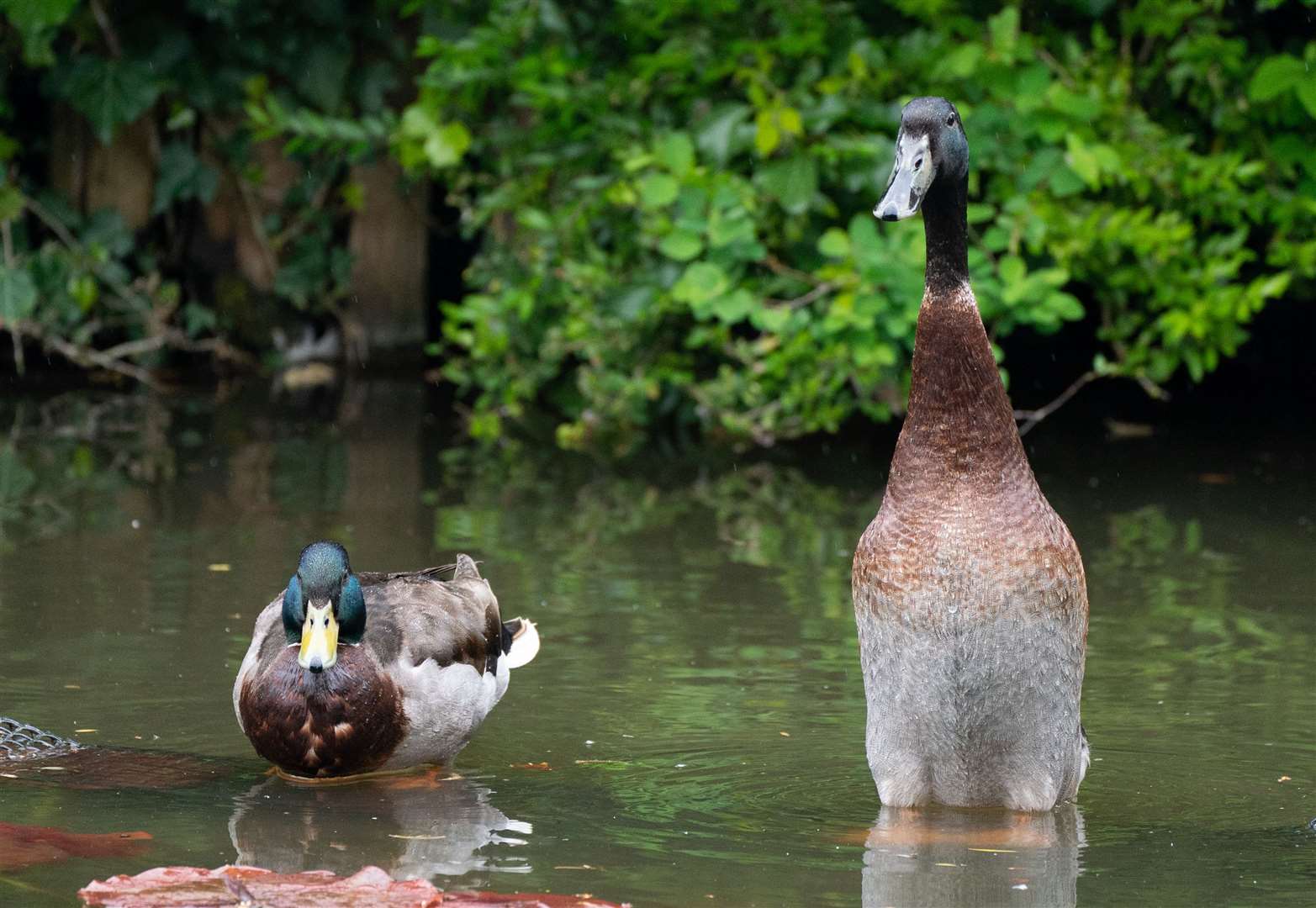 Long Boi (right) has not been seen since mid-March (Danny Lawson/PA)