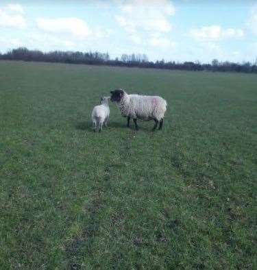 There have been several cases of sheep worrying in recent weeks