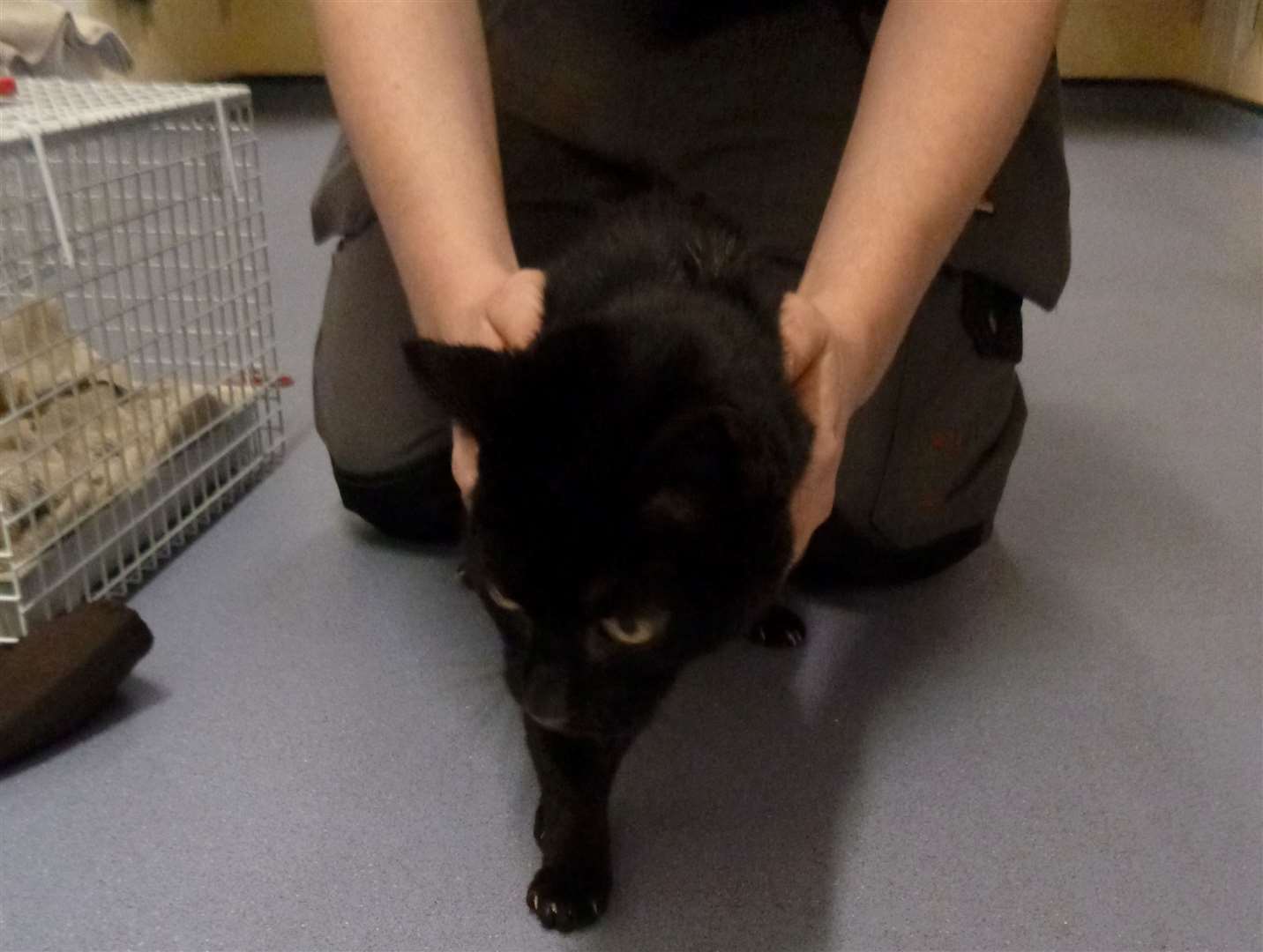 Panther has made a full recovery and is set to be rehomed. Picture: RSPCA