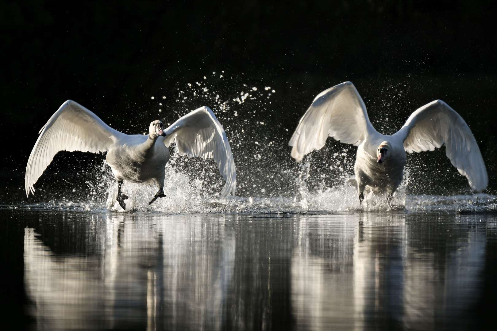 Swans running across a body of water during take-off by Ben Hancock Smith, aged 16, which was the runner-up in the awards (Ben Hancock Smith/RSPCA/PA)