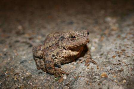 Toads at the Painters Forstal site near Faversham, where thousands of the amphibians are helped across the roads in late February/early March by Toadwatch volunteers.