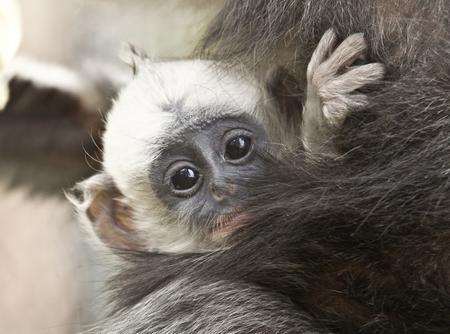 Baby Asmara clings to mum at Howletts. Picture: Dave Rolfe