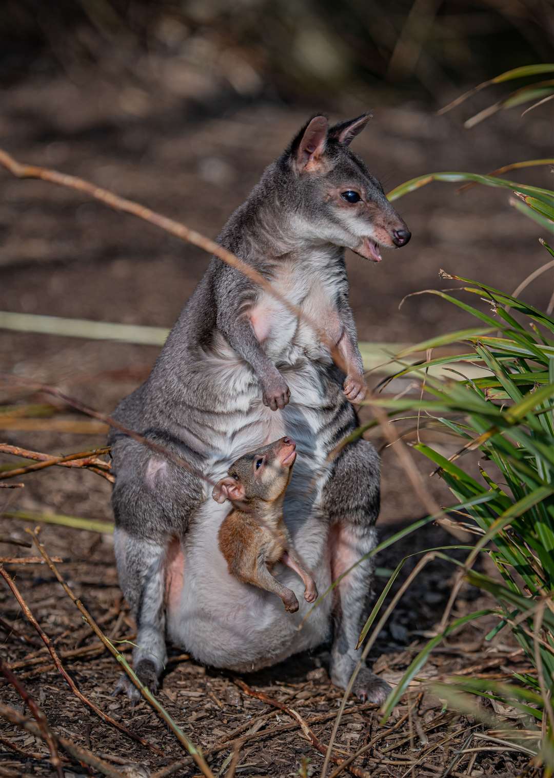 When fully grown the small marsupial will be around 2ft tall which has led to the species being given the nickname miniature kangaroo (Chester Zoo/PA)