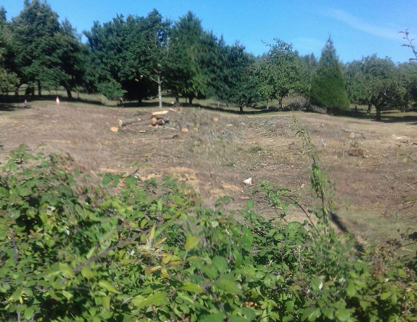 The barren space left after the trees were chopped down