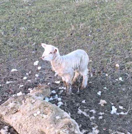 A lamb was discovered in the field, standing over its dead mother