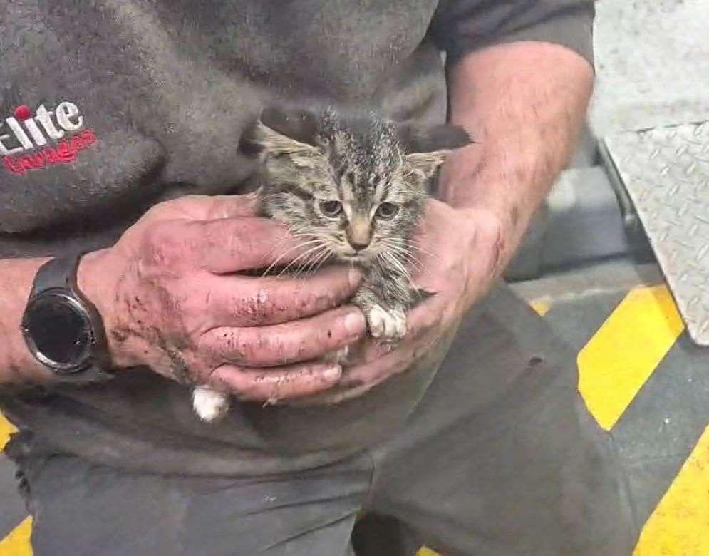 A kitten was saved after getting stuck in between metal rollers at Elite Garages in Maidstone. Picture: Kelsie Whittemore