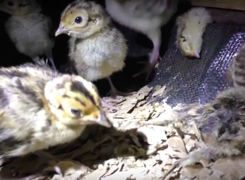 A chick pecks at a dead bird