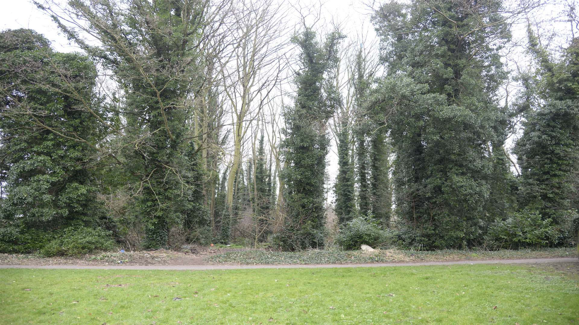 The woods behind Barnes Close, Bysing Wood, Faversham