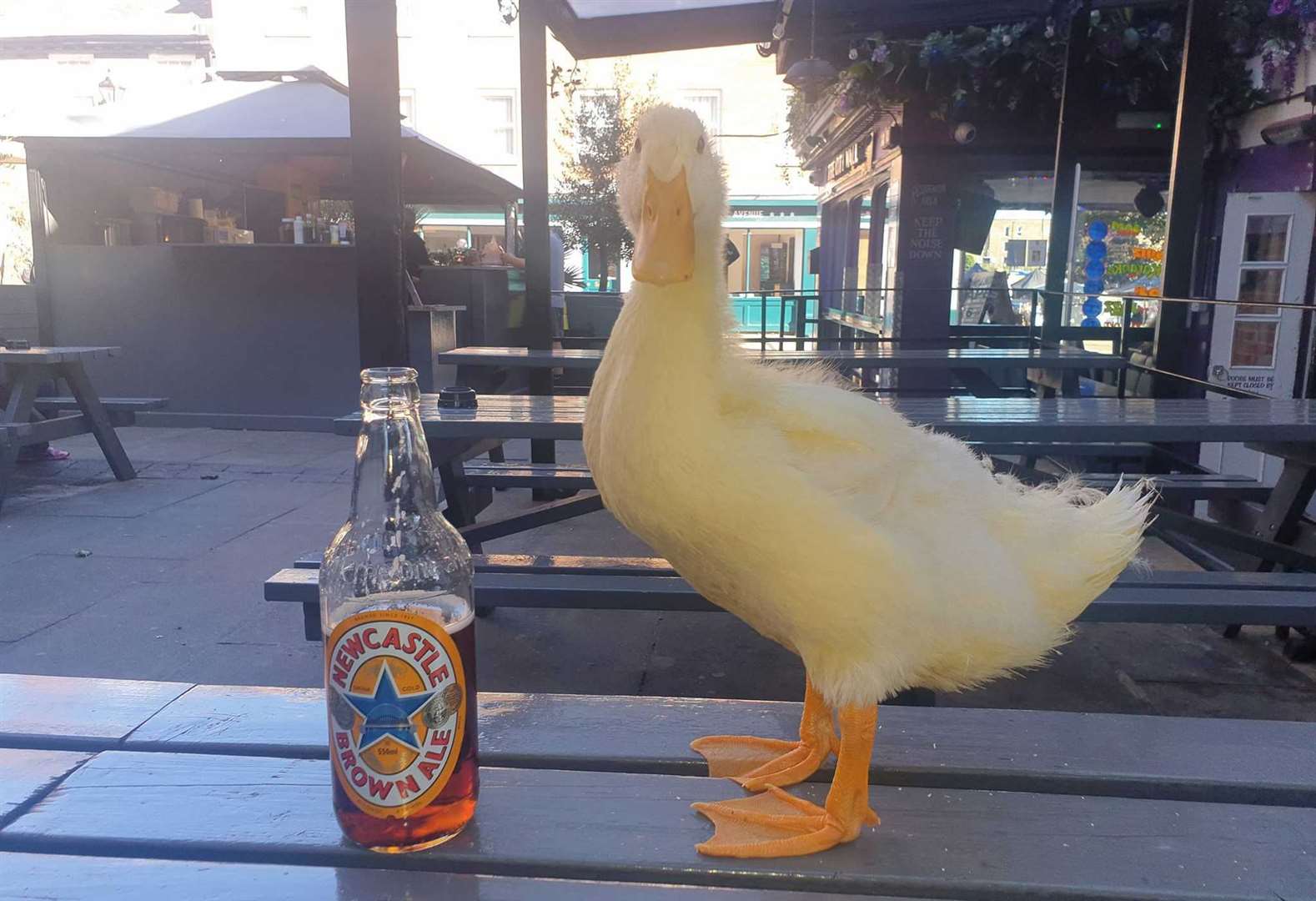 Goldie at the pub. Picture: Mark Colyer